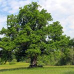 Dub cerový (Quercus cerris) – výška 30–50 cm, kont. C2L